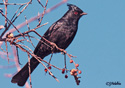 Phainopepla nitens